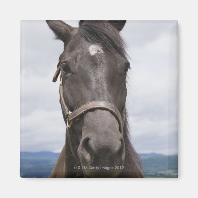 Imã Cavalo castanho escuro (Frente)
