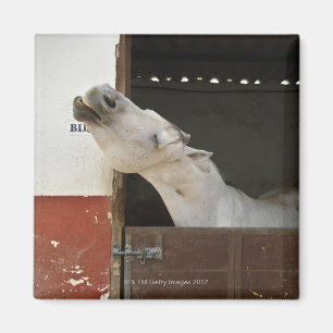 Imã Cavalo cinzento em um estábulo