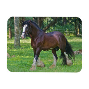 Ímã Cavalo Clydesdale