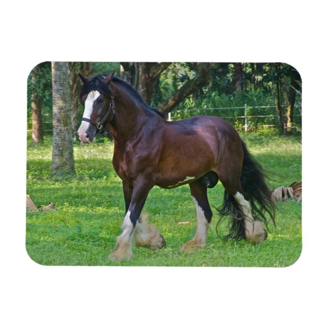 Ímã Cavalo Clydesdale (Horizontal)