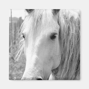 Imã Cavalo com grama