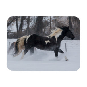 Ímã Cavalo Correndo Através da Neve
