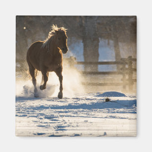 Imã Cavalo Correndo Através da Neve