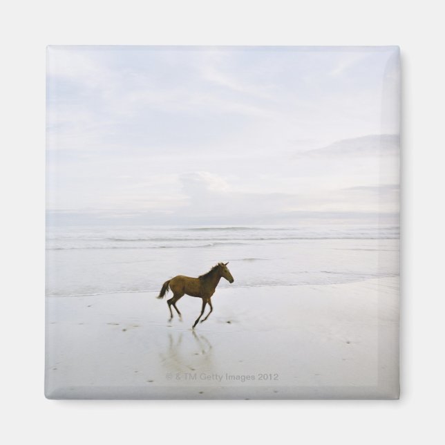 Imã Cavalo correndo na praia (Frente)
