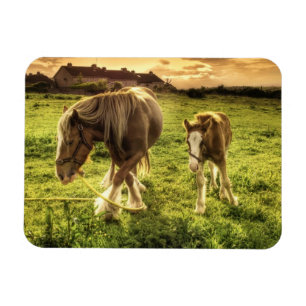 Ímã Cavalo da mãe & do potro