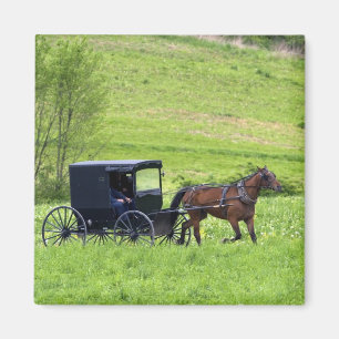 Imã Cavalo de Amish e Berlim próxima com erros, Ohio.