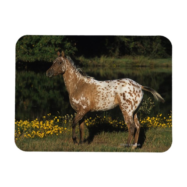 Ímã Cavalo de Appaloosa em Pé de lago (Horizontal)