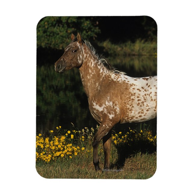 Ímã Cavalo de Appaloosa em Pé de lago (Vertical)