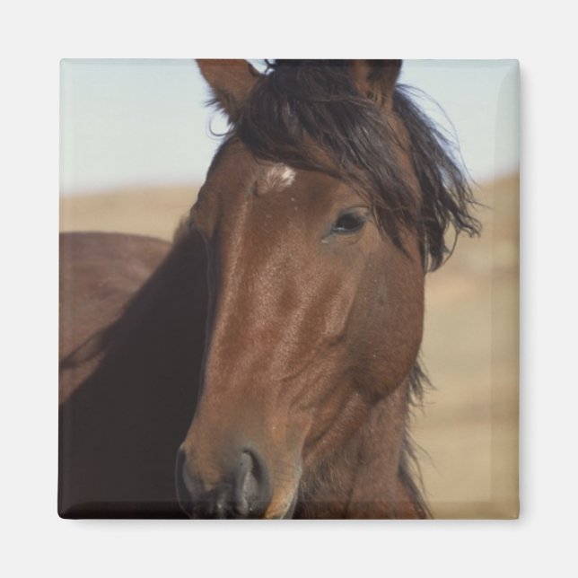 Imã Cavalo de Baía no Vento (Frente)