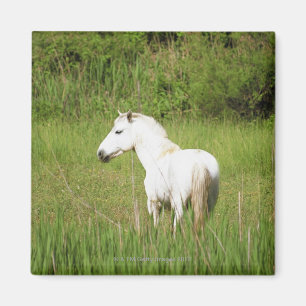 Imã Cavalo de Camargue no Alpes Cote d'Azur do