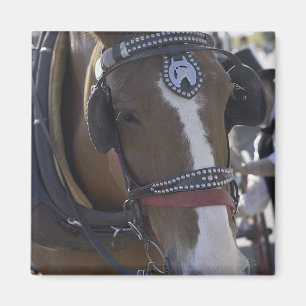 Imã Cavalo de carruagem