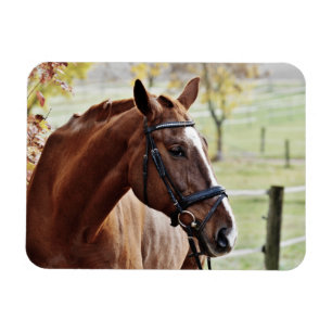 Ímã Cavalo de Castanha com Blaze, Bridle, em Pasture