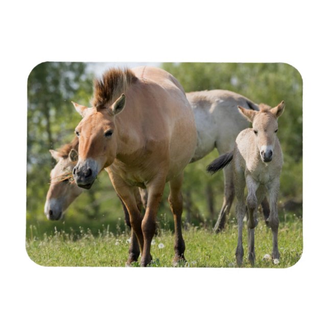 Ímã Cavalo de Przewalski e caminhada de galos (Horizontal)