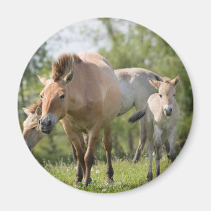 Imã Cavalo de Przewalski e potro andando