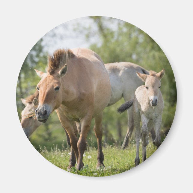 Imã Cavalo de Przewalski e potro andando (Frente)