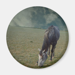Imã Cavalo De Roa Em Paddock