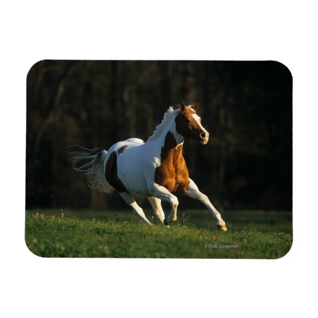 Ímã Cavalo de Tinta em Execução Rápida (Horizontal)