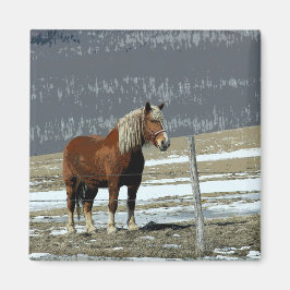 Imã Cavalo de Tração Belga no Ímã do Paddock
