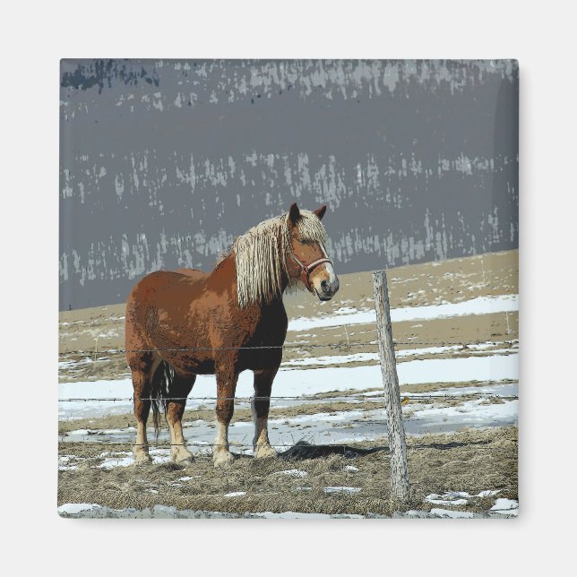Imã Cavalo de Tração Belga no Ímã do Paddock (Frente)