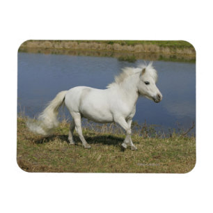 Ímã Cavalo diminuto que funciona perto da água