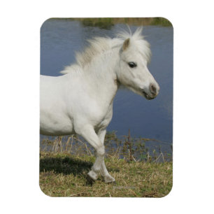 Ímã Cavalo diminuto que funciona perto da água