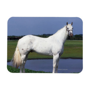 Ímã Cavalo do Appaloosa