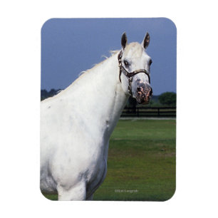 Ímã Cavalo do Appaloosa