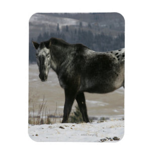 Ímã Cavalo do Appaloosa na neve