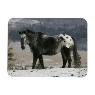 Ímã Cavalo do Appaloosa na neve