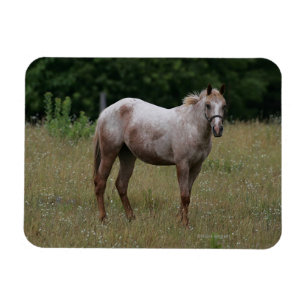 Ímã Cavalo do Appaloosa que está na grama