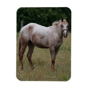 Ímã Cavalo do Appaloosa que está na grama