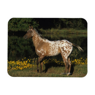 Ímã Cavalo do Appaloosa que está pelo lago