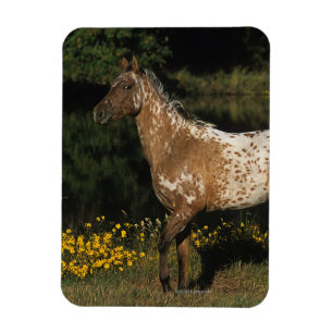 Ímã Cavalo do Appaloosa que está pelo lago