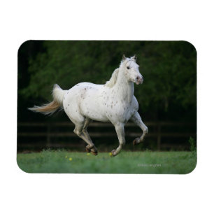 Ímã Cavalo do Appaloosa que funciona 1