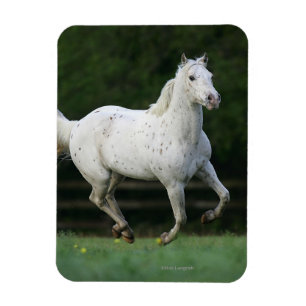 Ímã Cavalo do Appaloosa que funciona 1