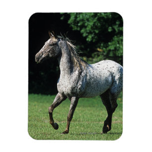 Ímã Cavalo do Appaloosa que funciona 2