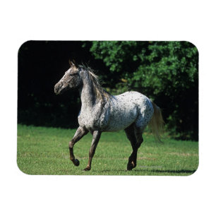 Ímã Cavalo do Appaloosa que funciona 2