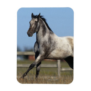 Ímã Cavalo do Appaloosa que funciona 3
