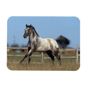 Ímã Cavalo do Appaloosa que funciona 3