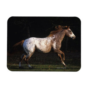 Ímã Cavalo do Appaloosa que funciona 4