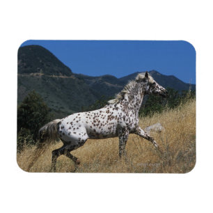Ímã Cavalo do Appaloosa que funciona acima a montanha