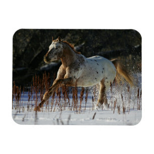 Ímã Cavalo do Appaloosa que funciona na neve