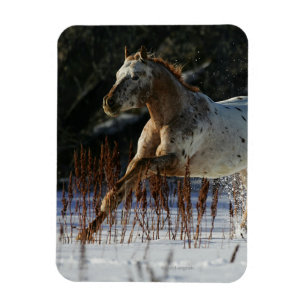 Ímã Cavalo do Appaloosa que funciona na neve