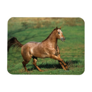 Ímã Cavalo do Appaloosa que funciona no campo gramíne
