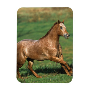 Ímã Cavalo do Appaloosa que funciona no campo gramíne