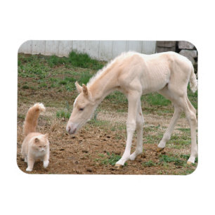Ímã Cavalo do bebê do Palomino e gato do celeiro