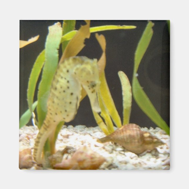 Imã Cavalo-do-mar em pó - ímã (Frente)