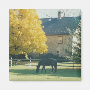 Imã Cavalo do país - ímã