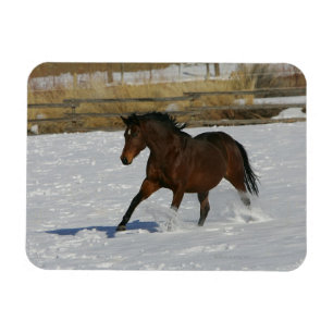 Ímã Cavalo do puro-sangue que funciona na neve