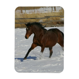 Ímã Cavalo do puro-sangue que funciona na neve